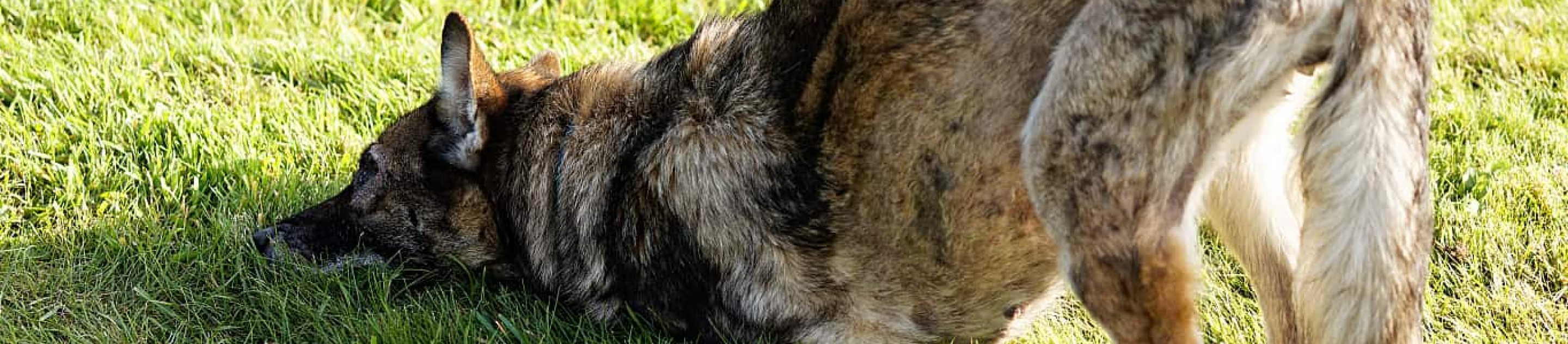 German Shepherd doing downward dog in grass