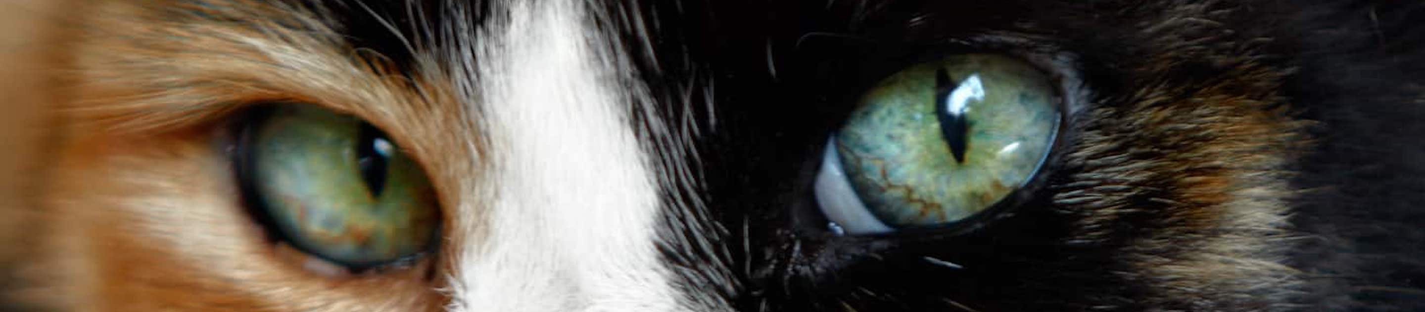 Close up of Calico cat