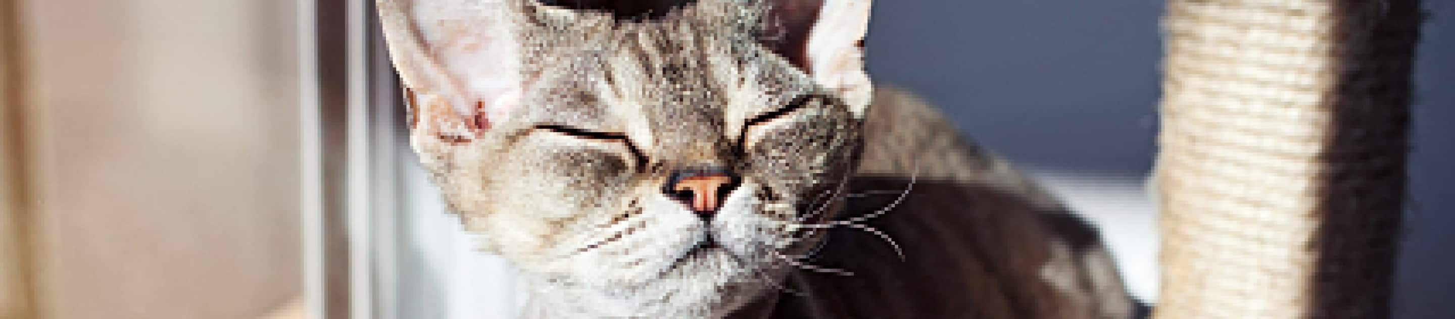 Cat with eyes closed by window