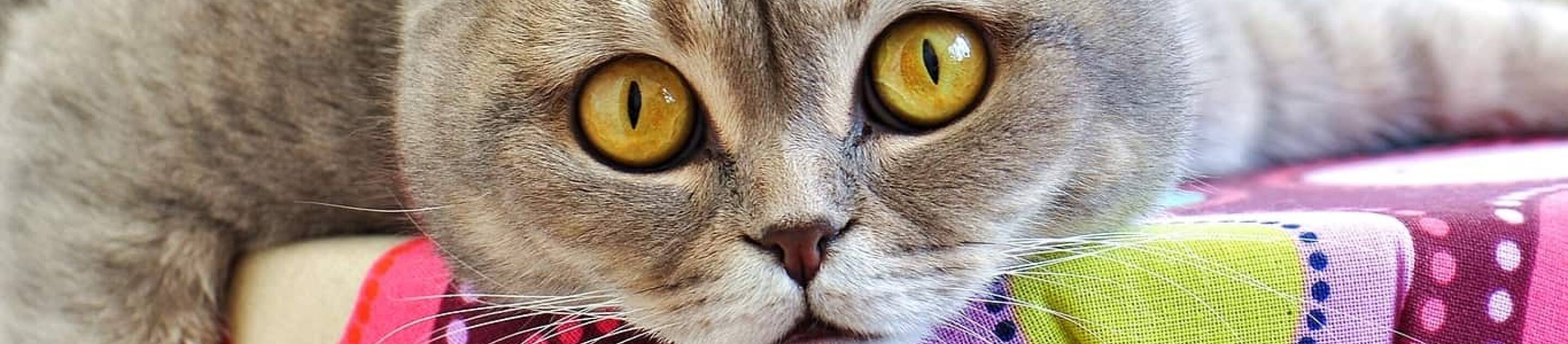 Gray cat with yellow eyes staring forword