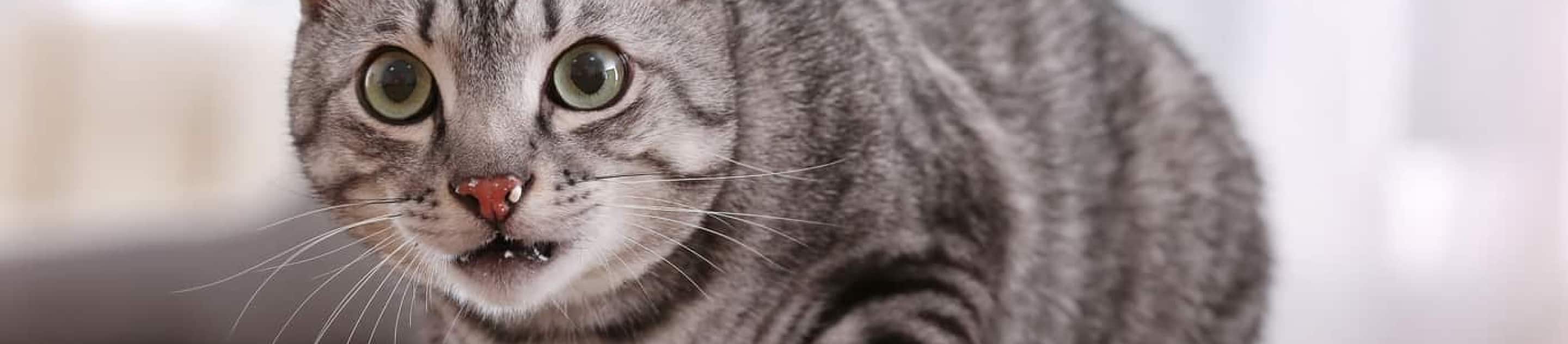 Striped cat looking up from bowl