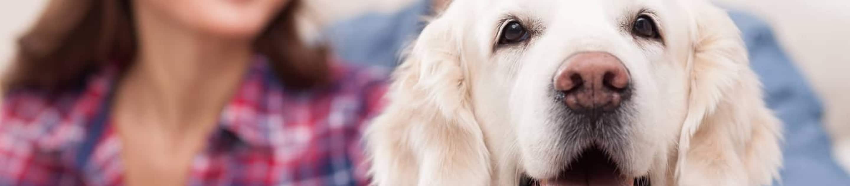 Golden Retriever in front of humans