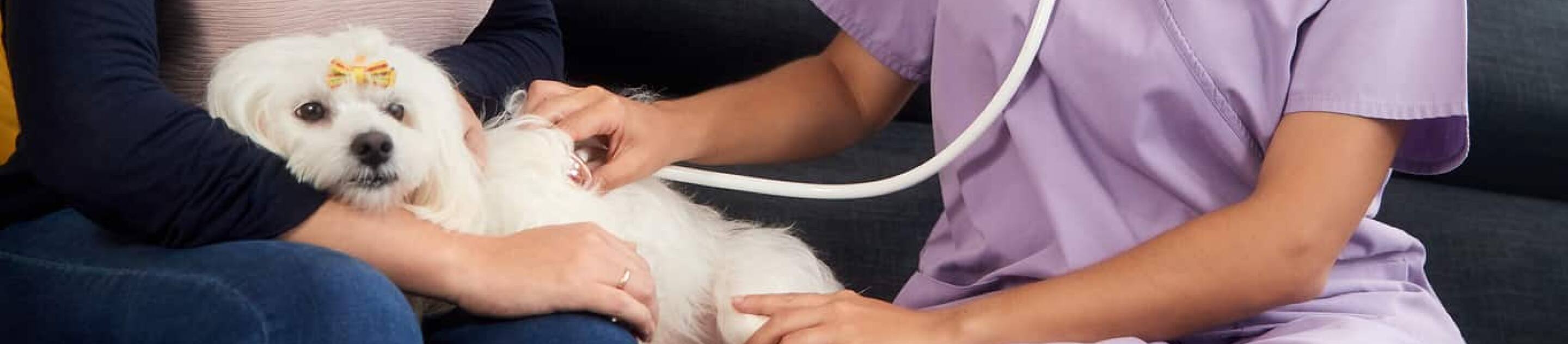 Vet listening to dogs heart beat