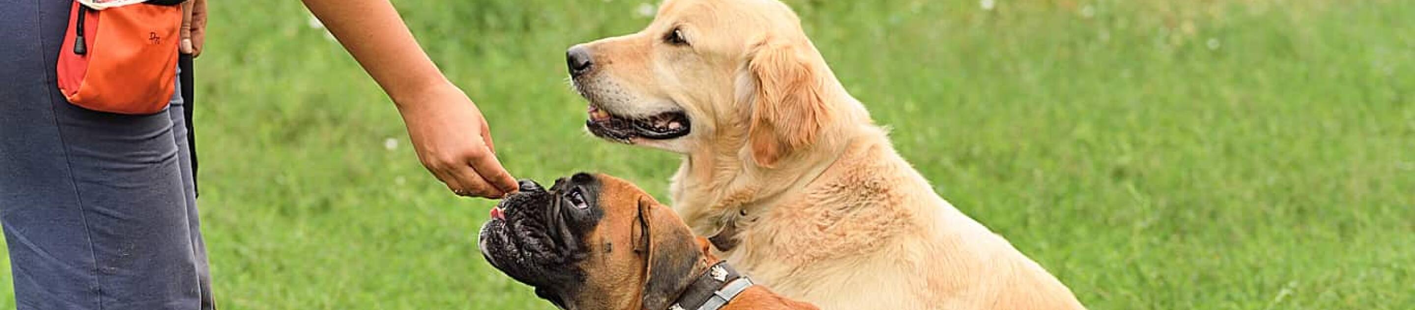 Woman feeds two dogs at park