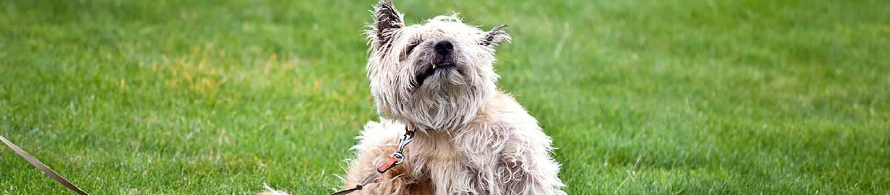Brown dog scratching in grass