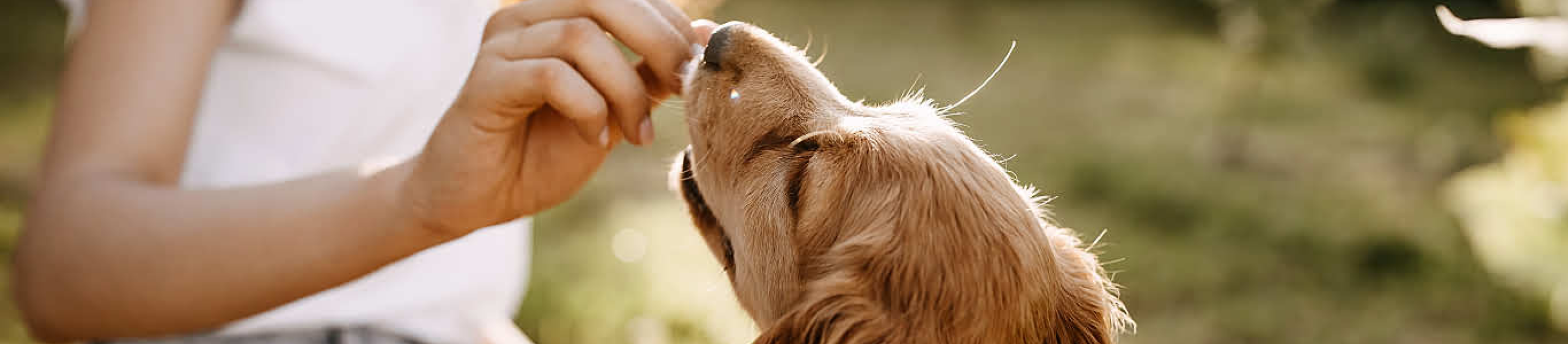 Young woman hand feeding a Golden Dog