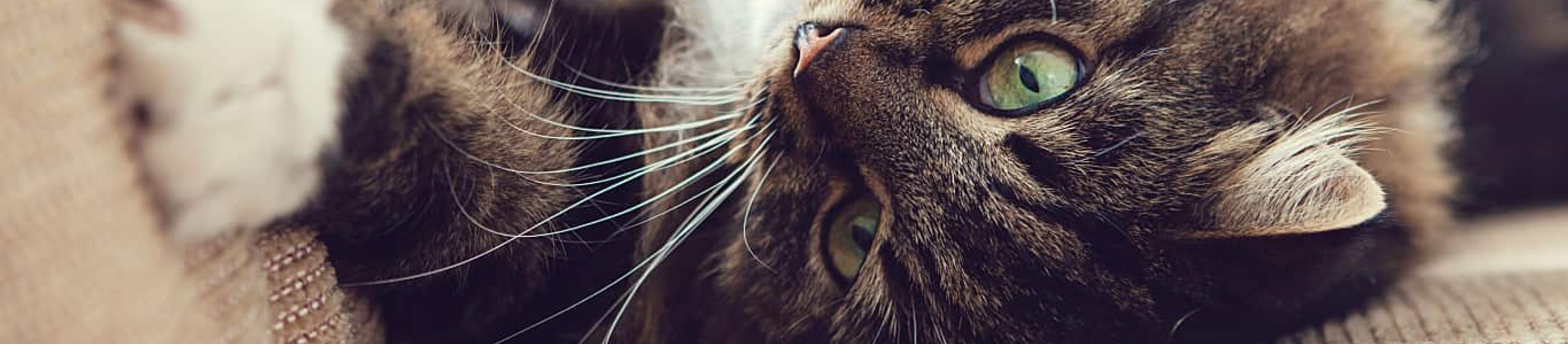 Brown tabby scratching sofa on back