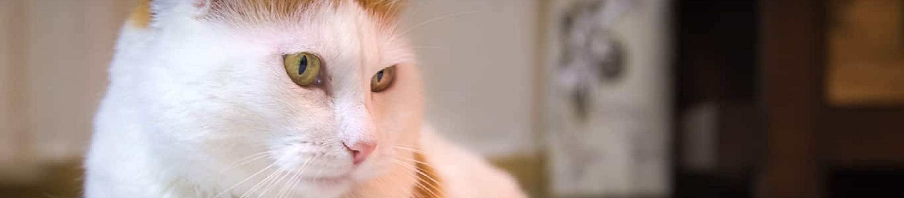 Calico Cat with green eyes