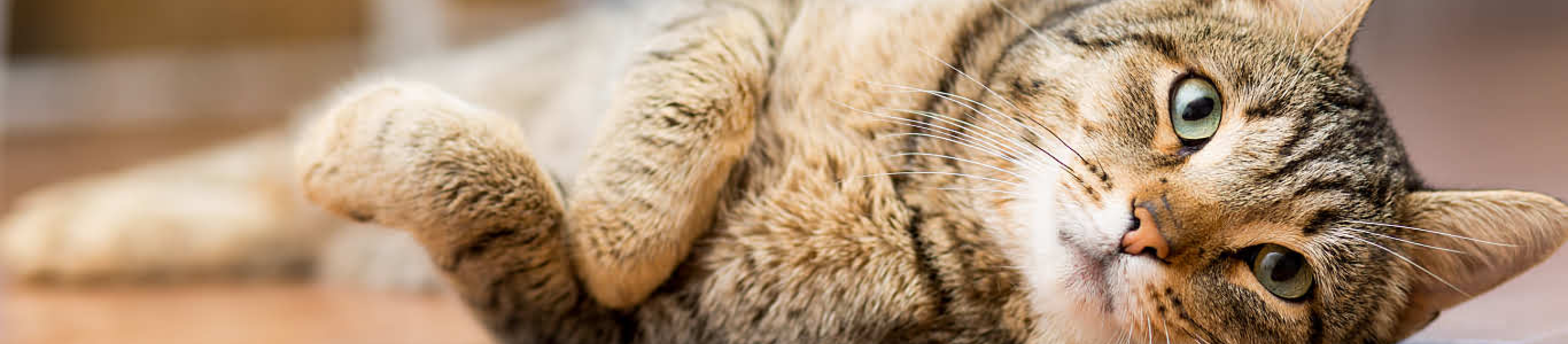 Gray cat with green eyes laying on wood floor