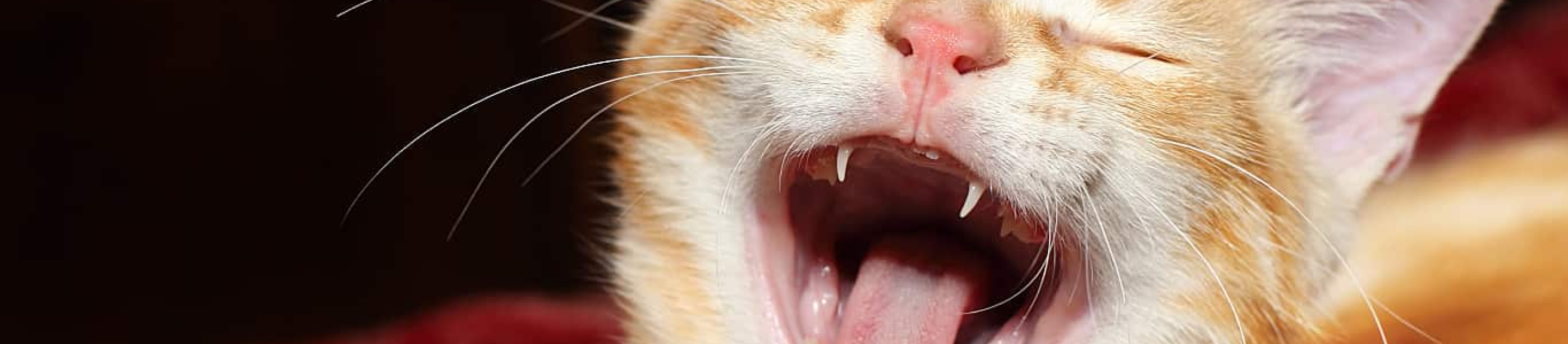 Orange cat yawns
