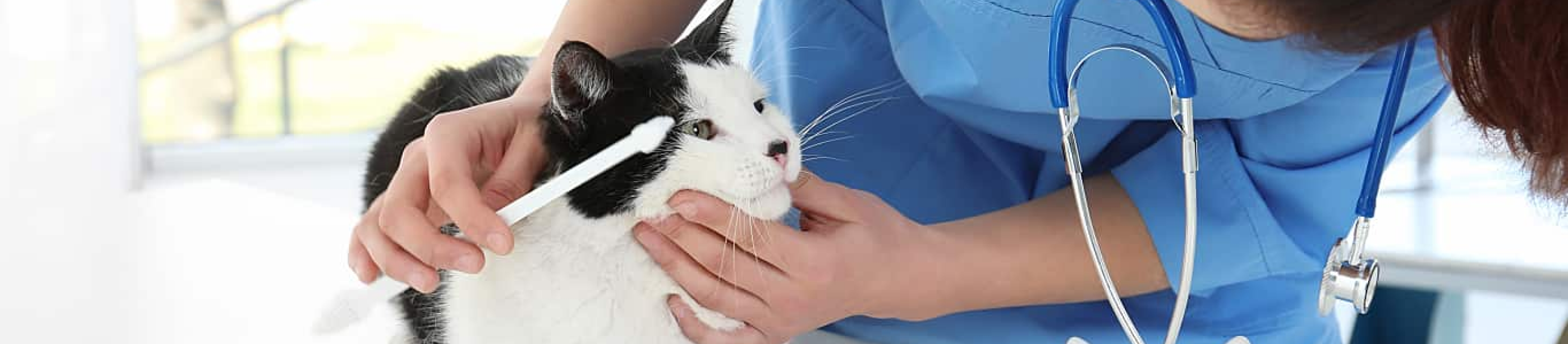Veterinarian holding pet toothbrush for cat