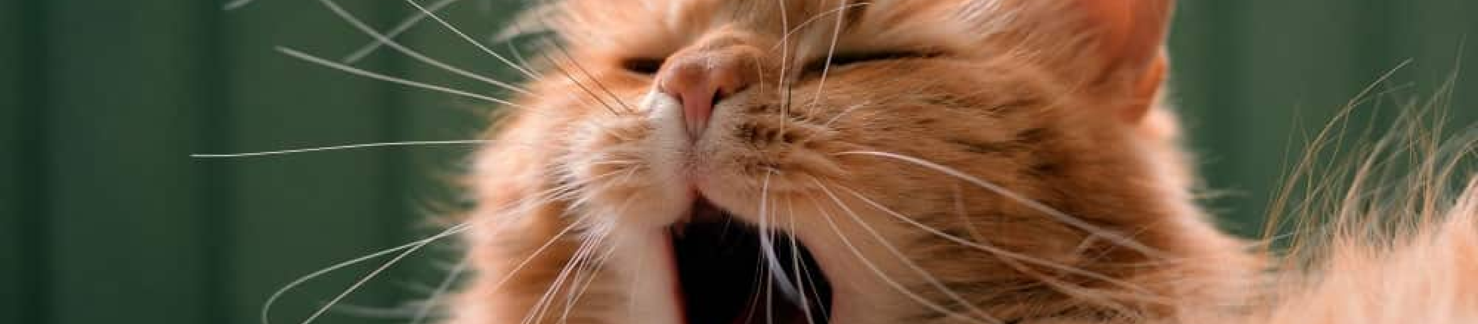long haired orange cat yawning