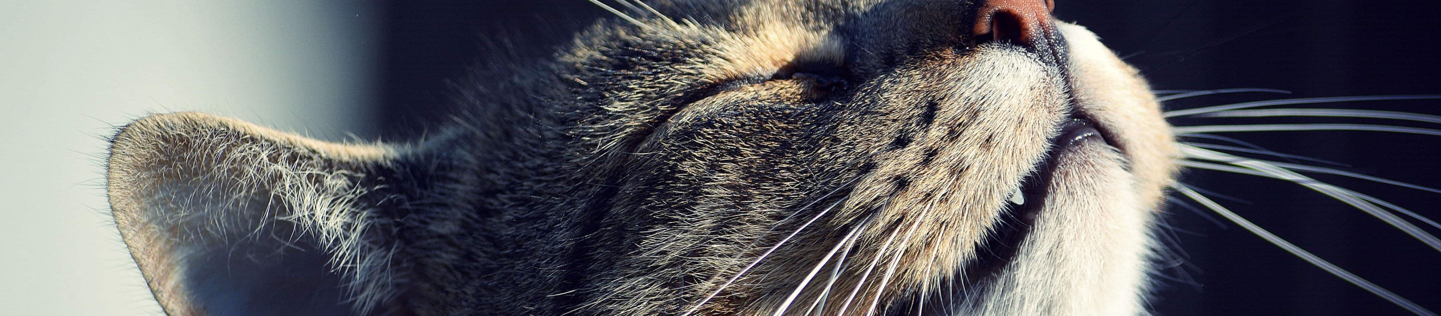 tabby cat looking ready to sneeze