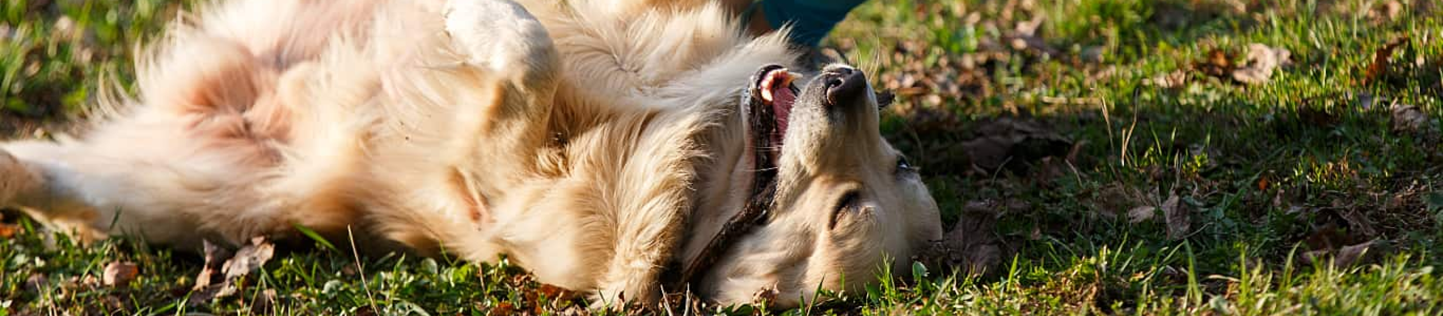 Golden Retriever gets belly scratched outdoors