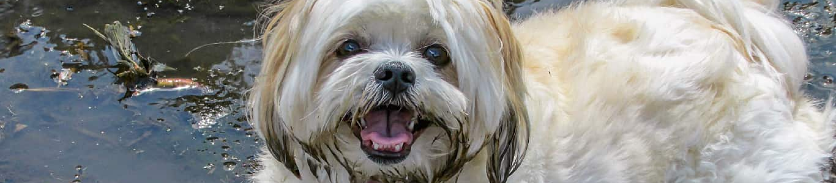 long haired dog laying in puddle