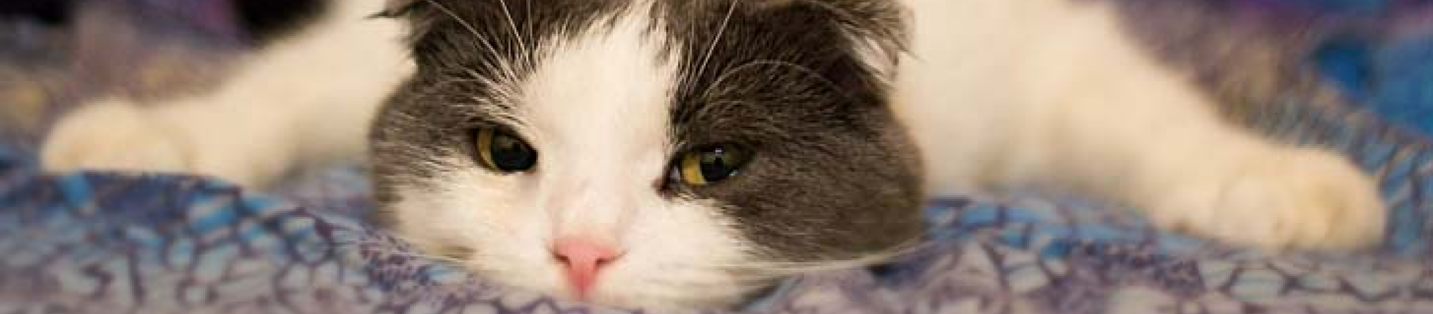 black white cat flopping on floor