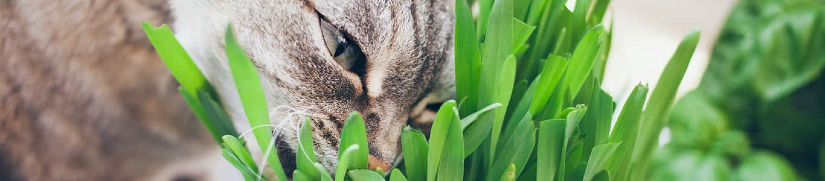 gray cat sniffing indoor plant