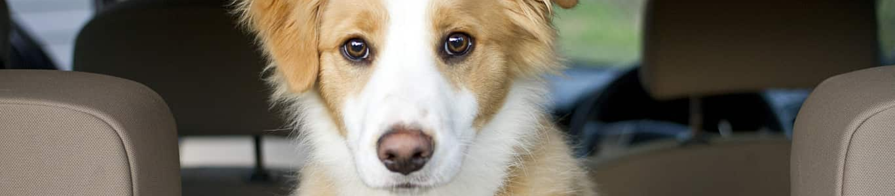 Border Collie puppy in back of- ar
