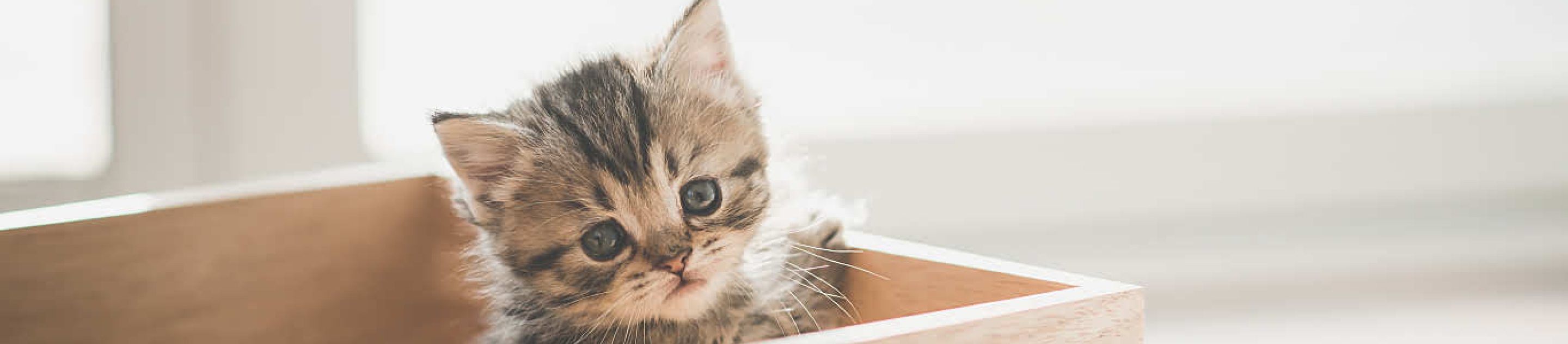 cute kitten playing in wooden box