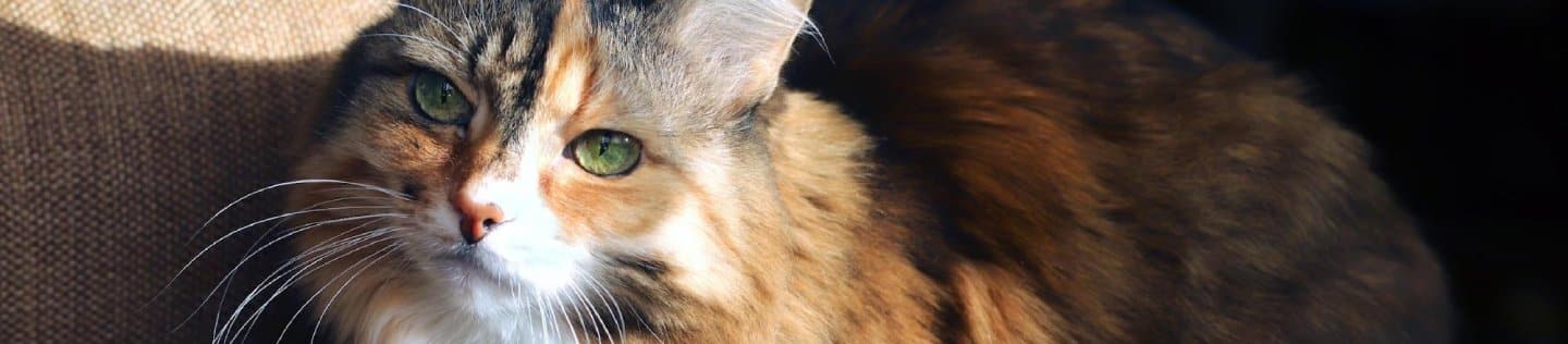 A cat lies on a couch.