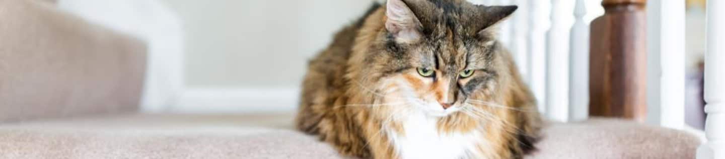 Gray cat looking up in front of litterbox