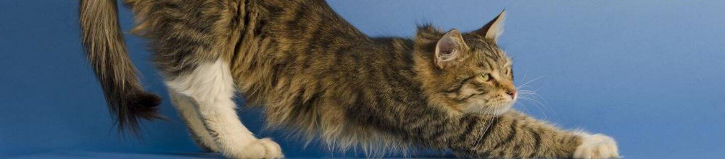 A cat lies on a couch.