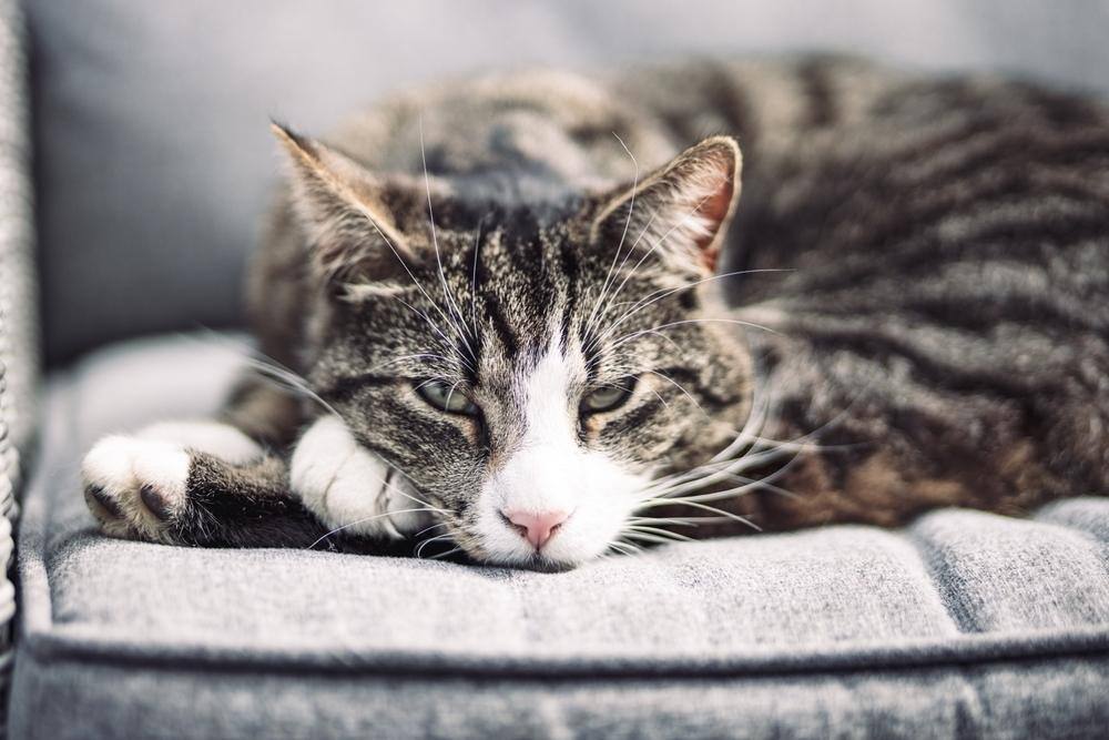 Cat sleeping on a sofa