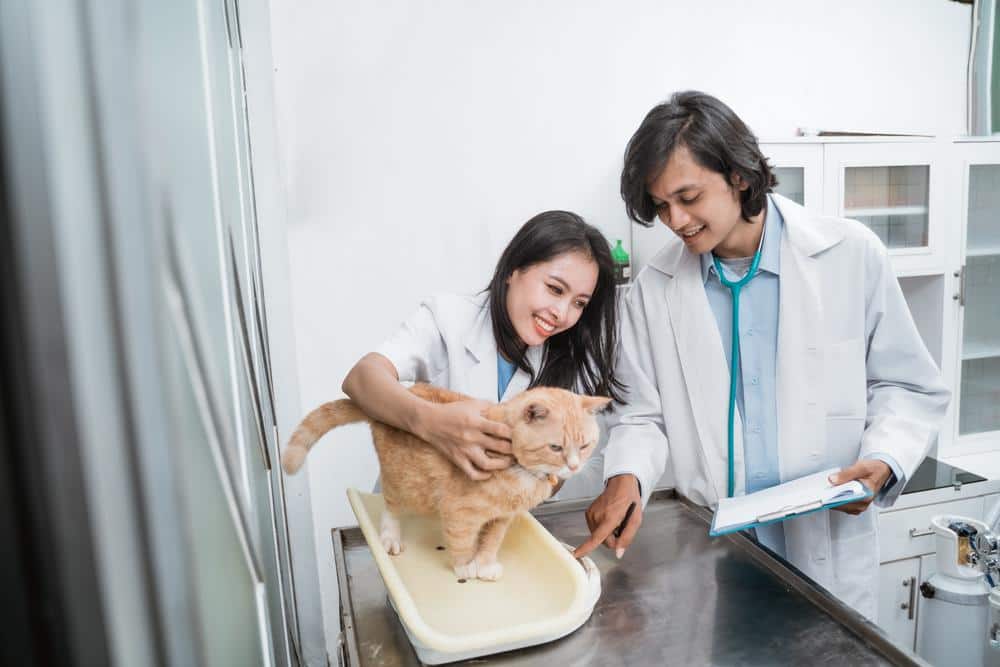 Cat with a veterinarian