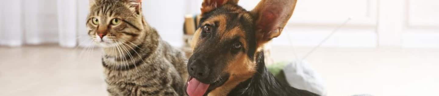 A cat and dog lie on a carpet