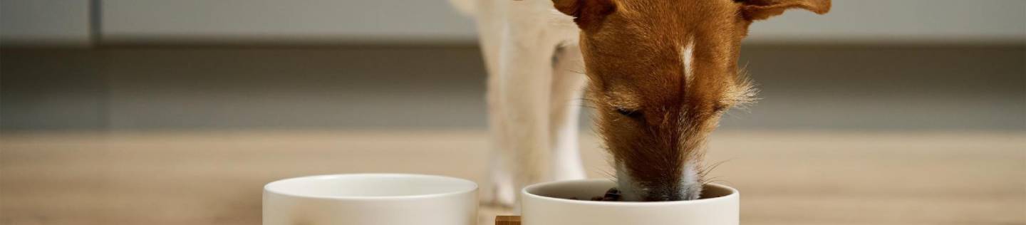 A dog eats from a bowl on the floor