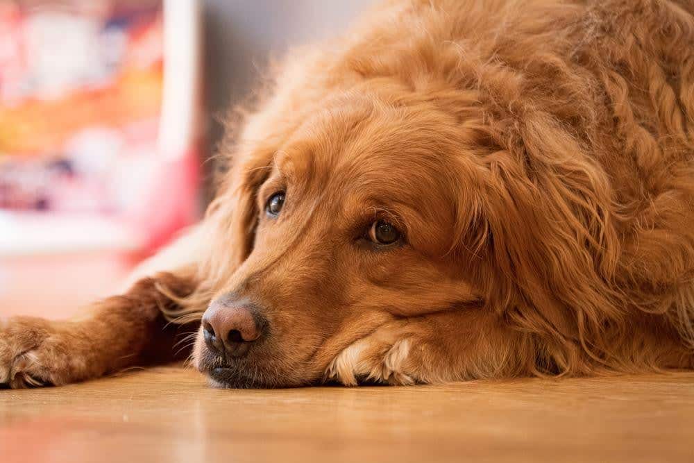 Golden Retriever looking tired and lethargic