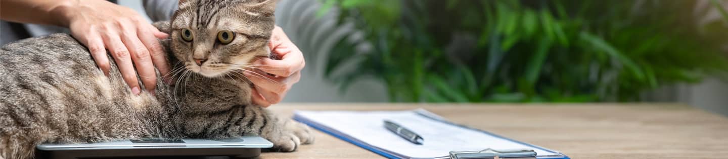 obese cat sitting on a weight scale at a vet's clinic