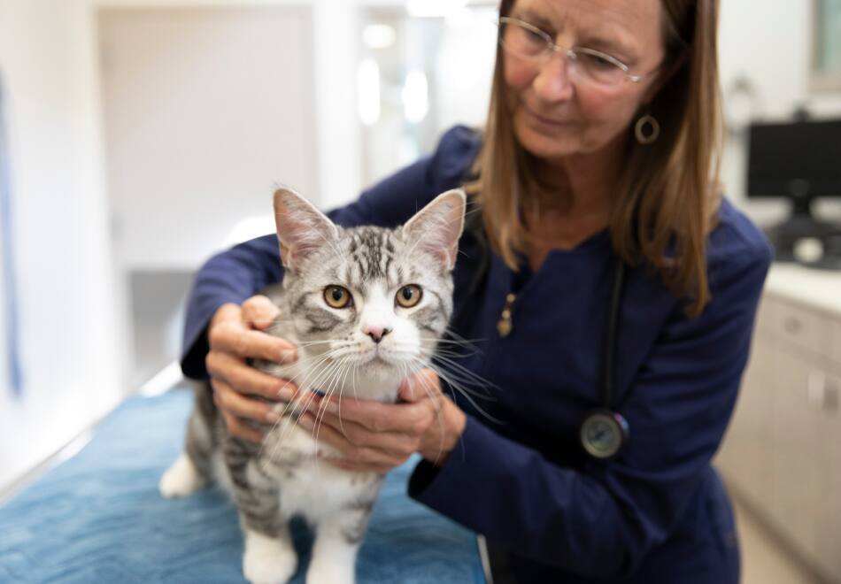 Cat with vet