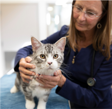 Cat with vet