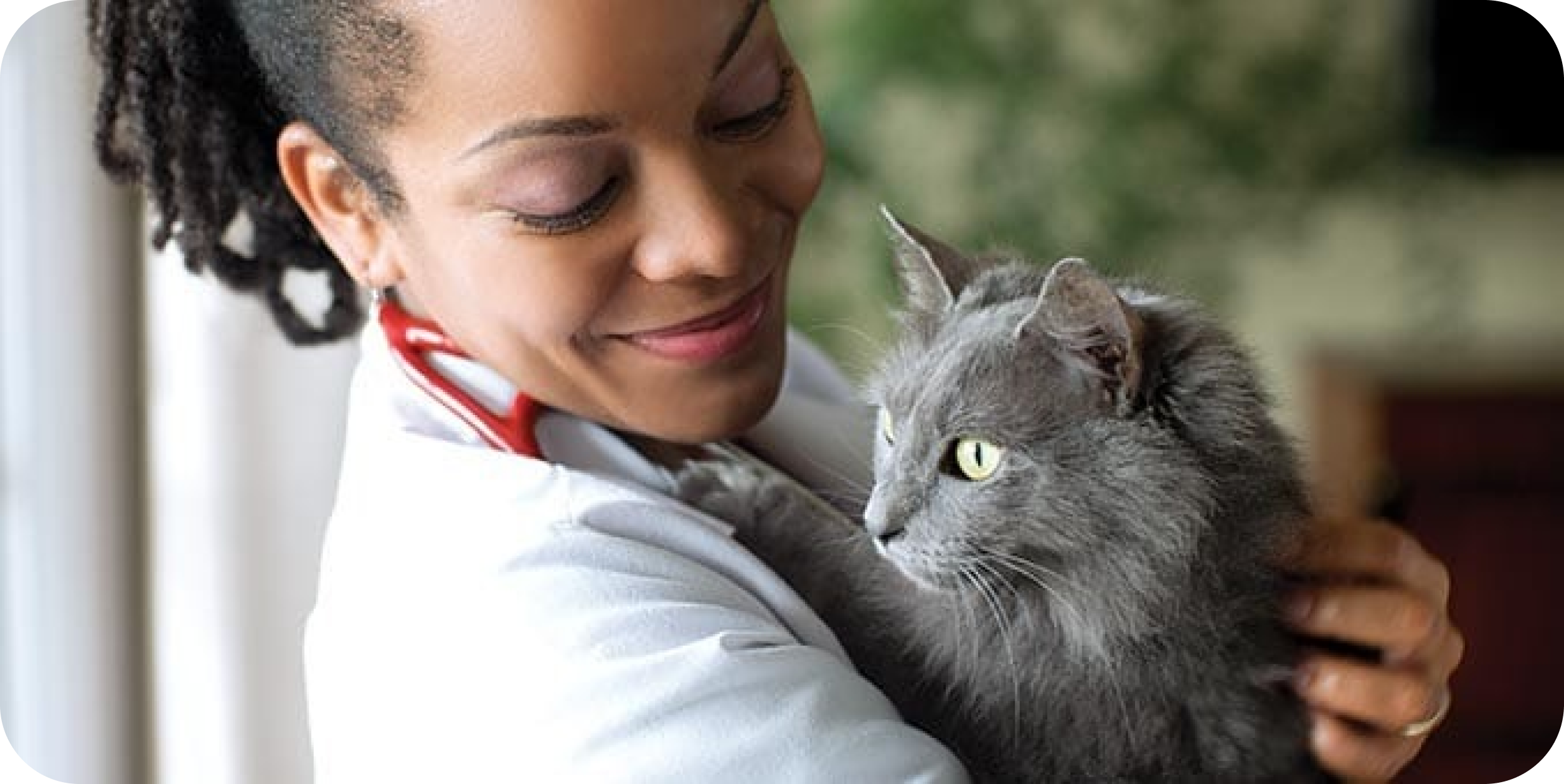 A veterinarian holds a gray cat.