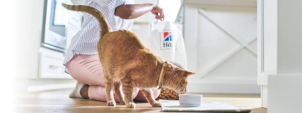 cat eating Hills