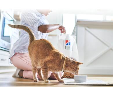cat eating Hills