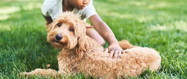 Un garçon qui caresse un chien dans l'herbe.