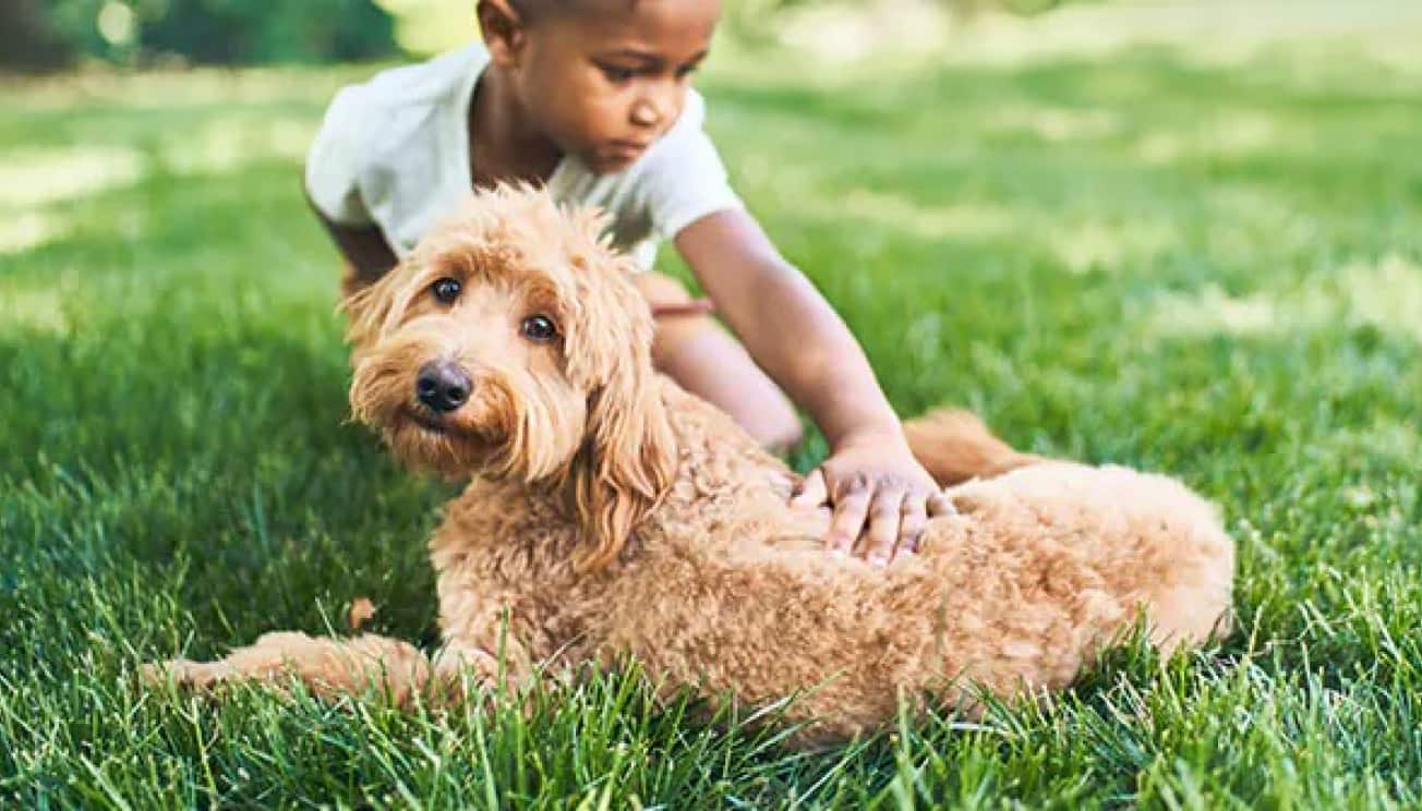 Un garçon qui caresse un chien dans l'herbe.